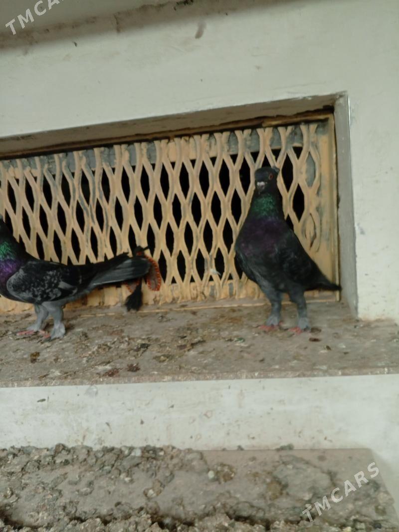 kepderi голуби - Ашхабад - img 2