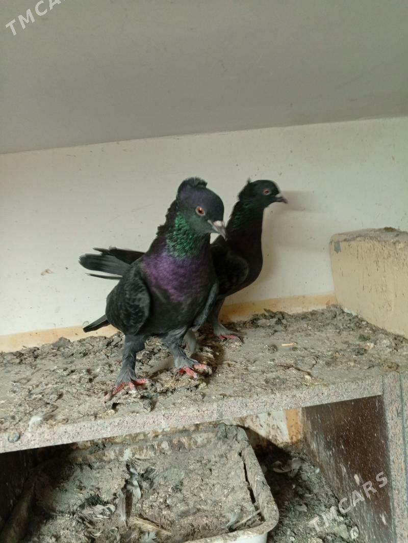 kepderi голуби - Ашхабад - img 5