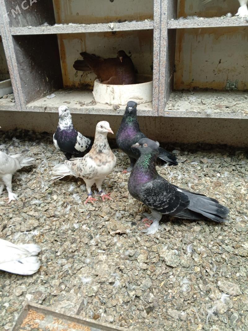 kepderi голуби - Ашхабад - img 7