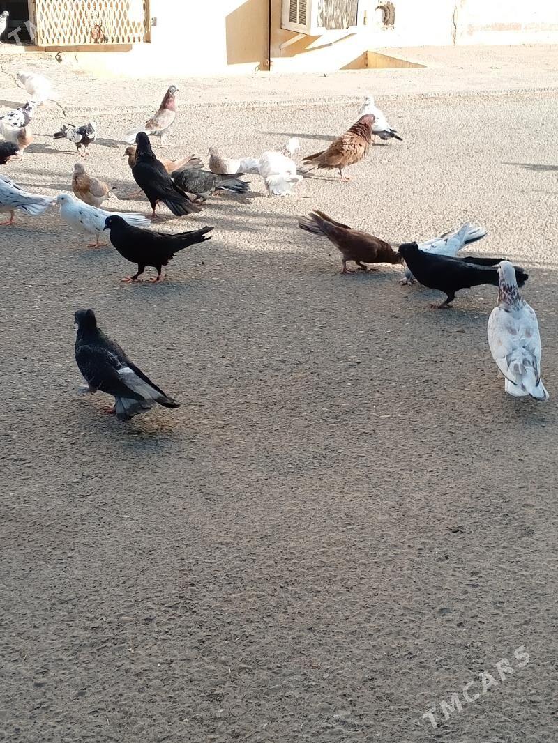 kepderi голуби - Ашхабад - img 6