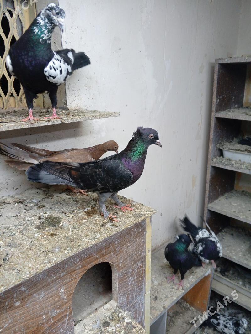 kepderi голуби - Ашхабад - img 8