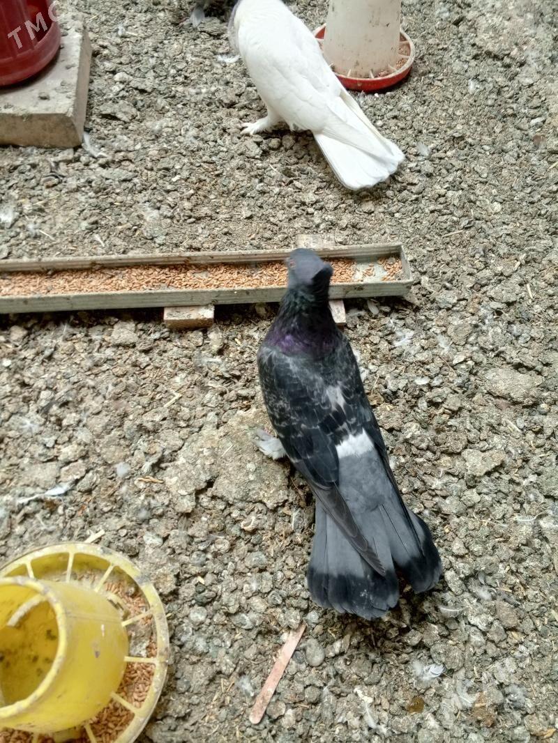 kepderi голуби - Ашхабад - img 9