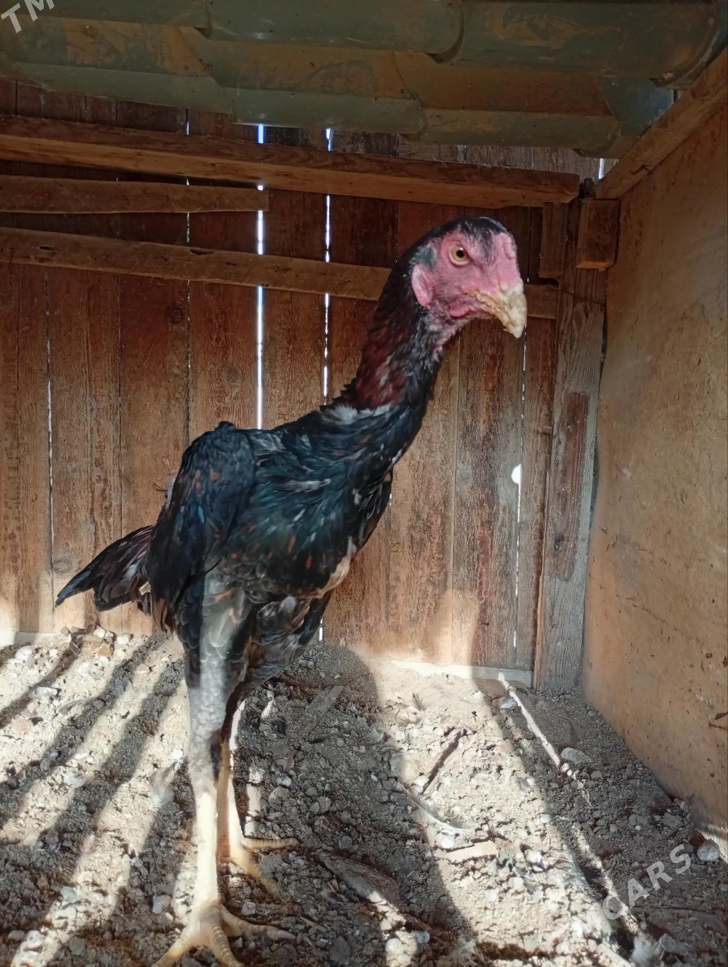 brazil - Туркменабат - img 1