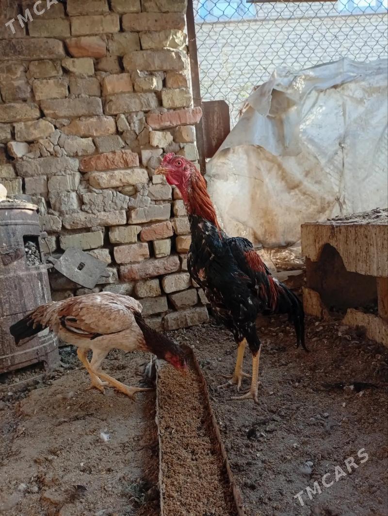 brazil horaz - Türkmenabat - img 1