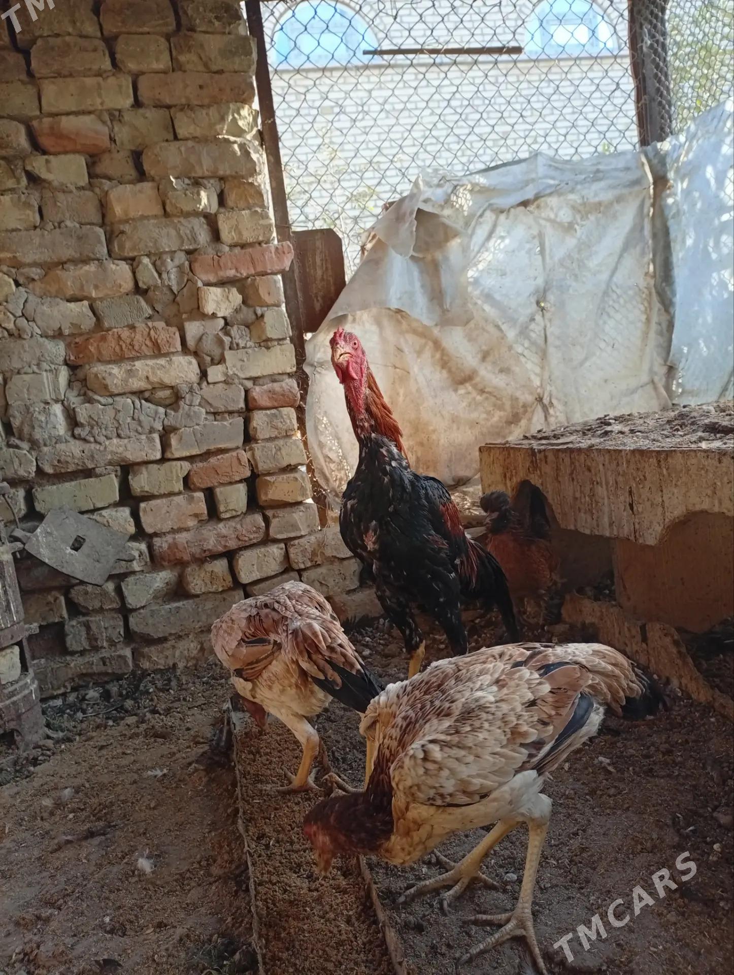 brazil horaz - Türkmenabat - img 2