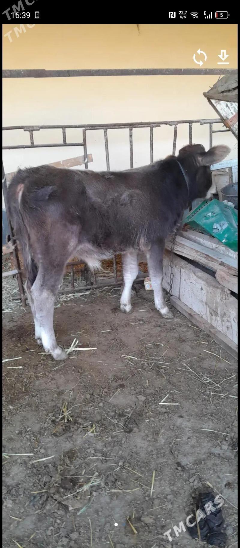 okuz - Бахарден - img 1