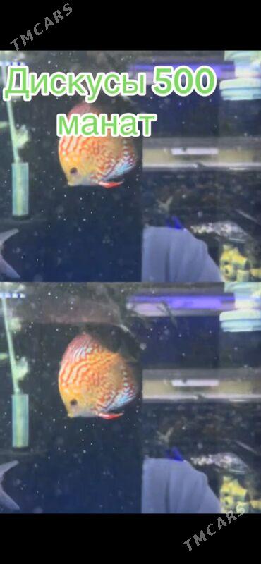 Дисскус - 1 мкр - img 4