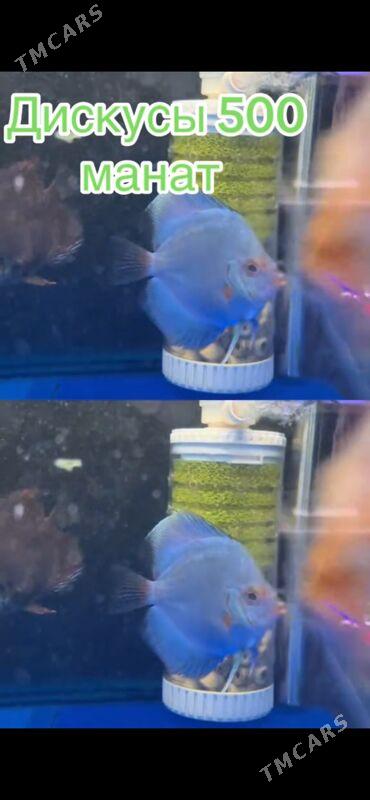 Дисскус - 1 мкр - img 2