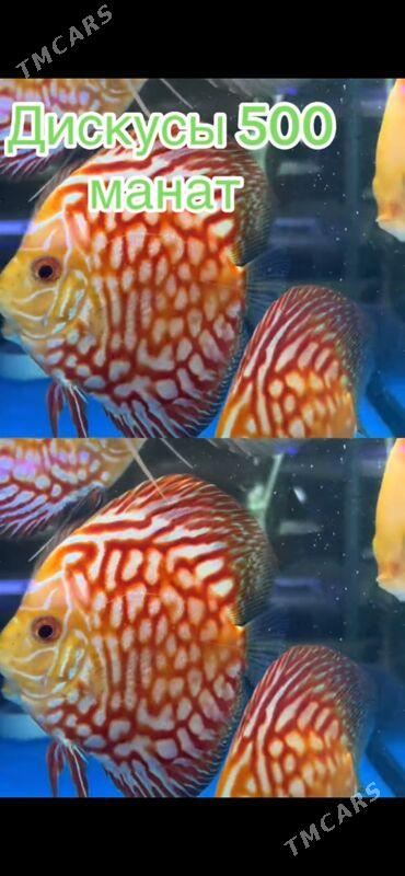 Дисскус - 1 мкр - img 5