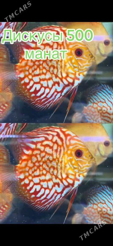 Дисскус - 1 мкр - img 3