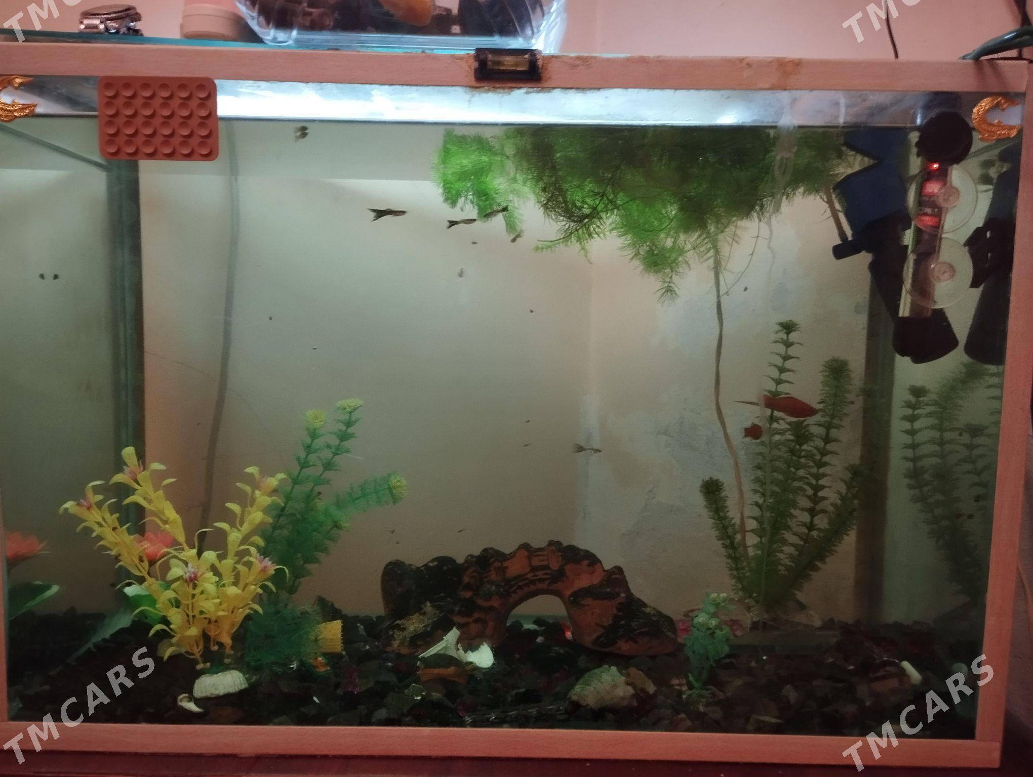 Акквариум - Туркменбаши - img 2