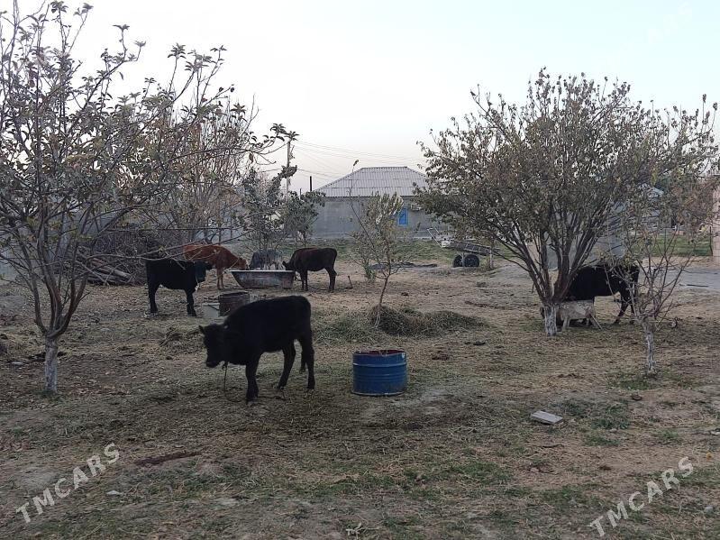 5 tohum tuwe - Gökdepe - img 1