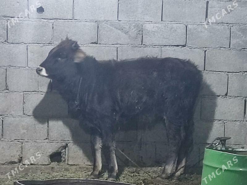 5 tohum tuwe - Gökdepe - img 9