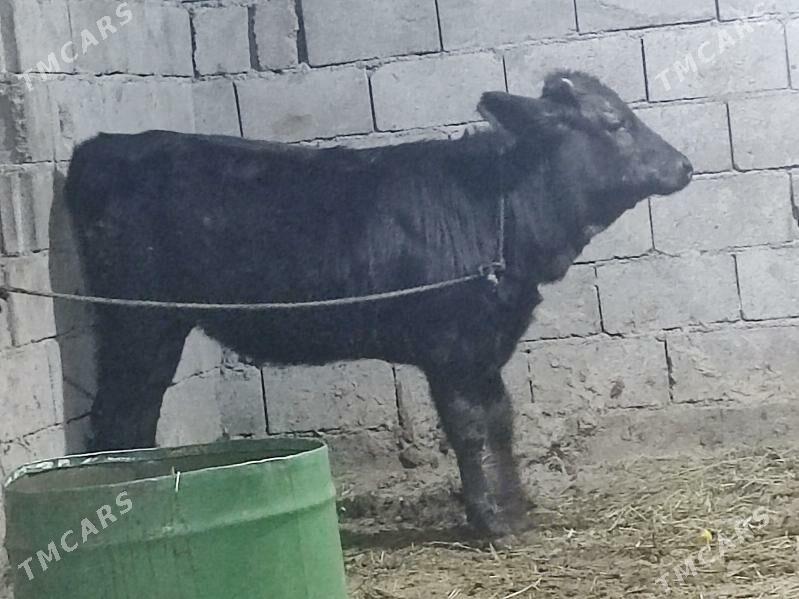 5 tohum tuwe - Gökdepe - img 6