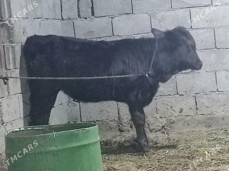 5 tohum tuwe - Gökdepe - img 7