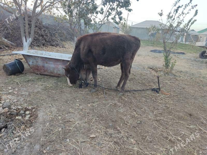 5 tohum tuwe - Gökdepe - img 3