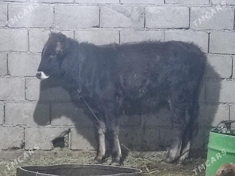 5 tohum tuwe - Gökdepe - img 8