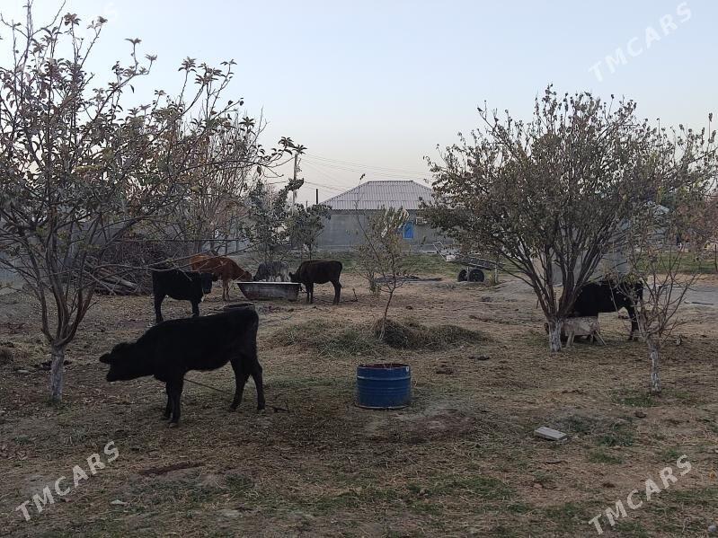 5 tohum tuwe - Gökdepe - img 2