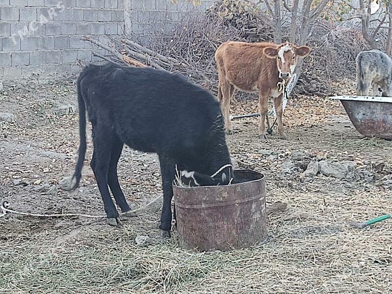 5 tohum tuwe - Gökdepe - img 5