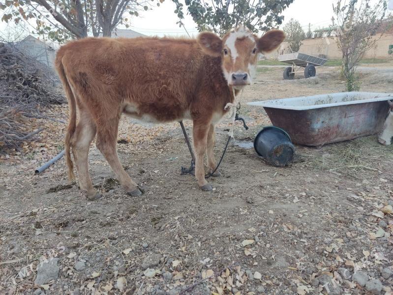 5 tohum tuwe - Gökdepe - img 10