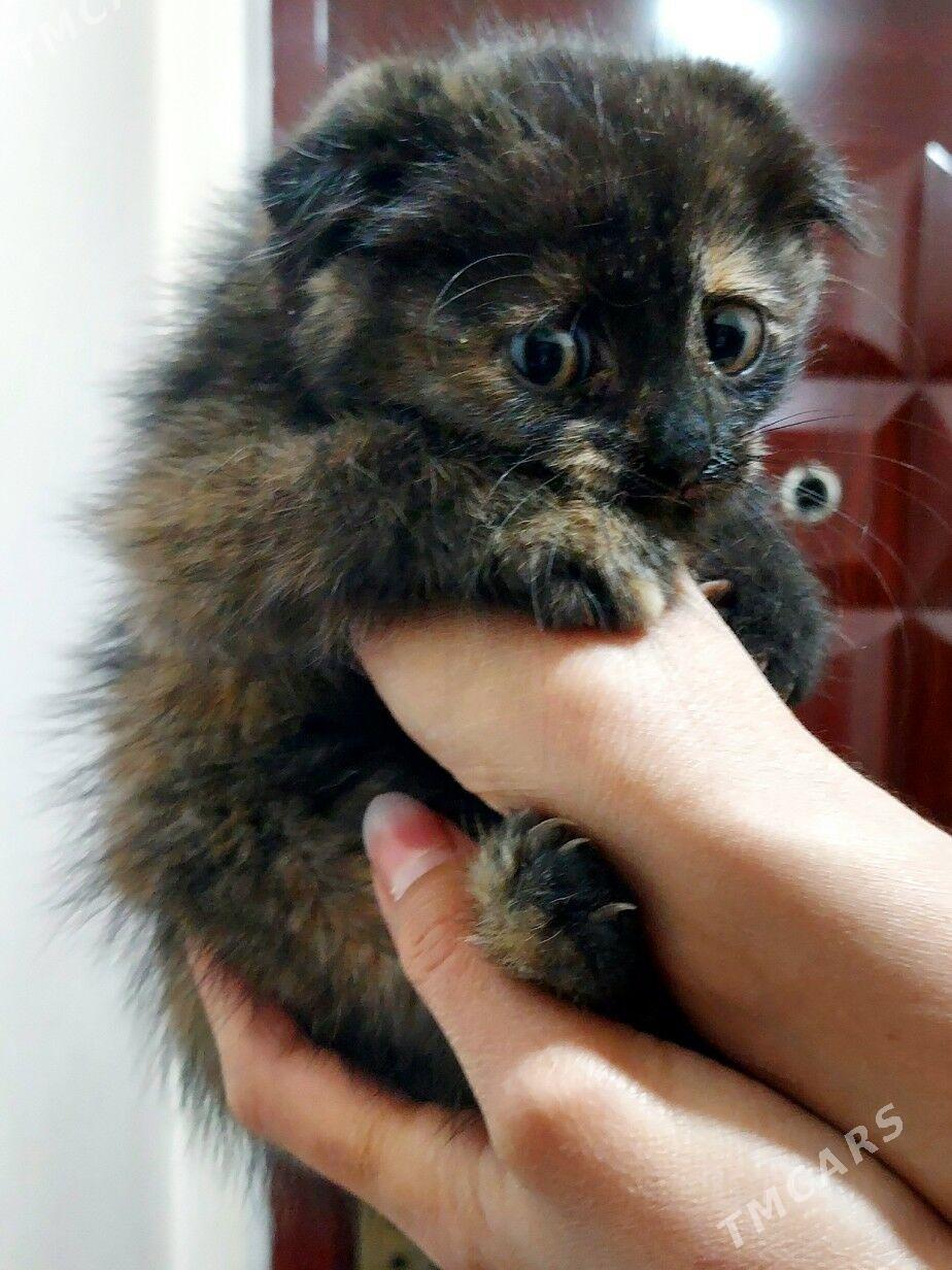 Вислоухий котенок 2 месяца - Aşgabat - img 4