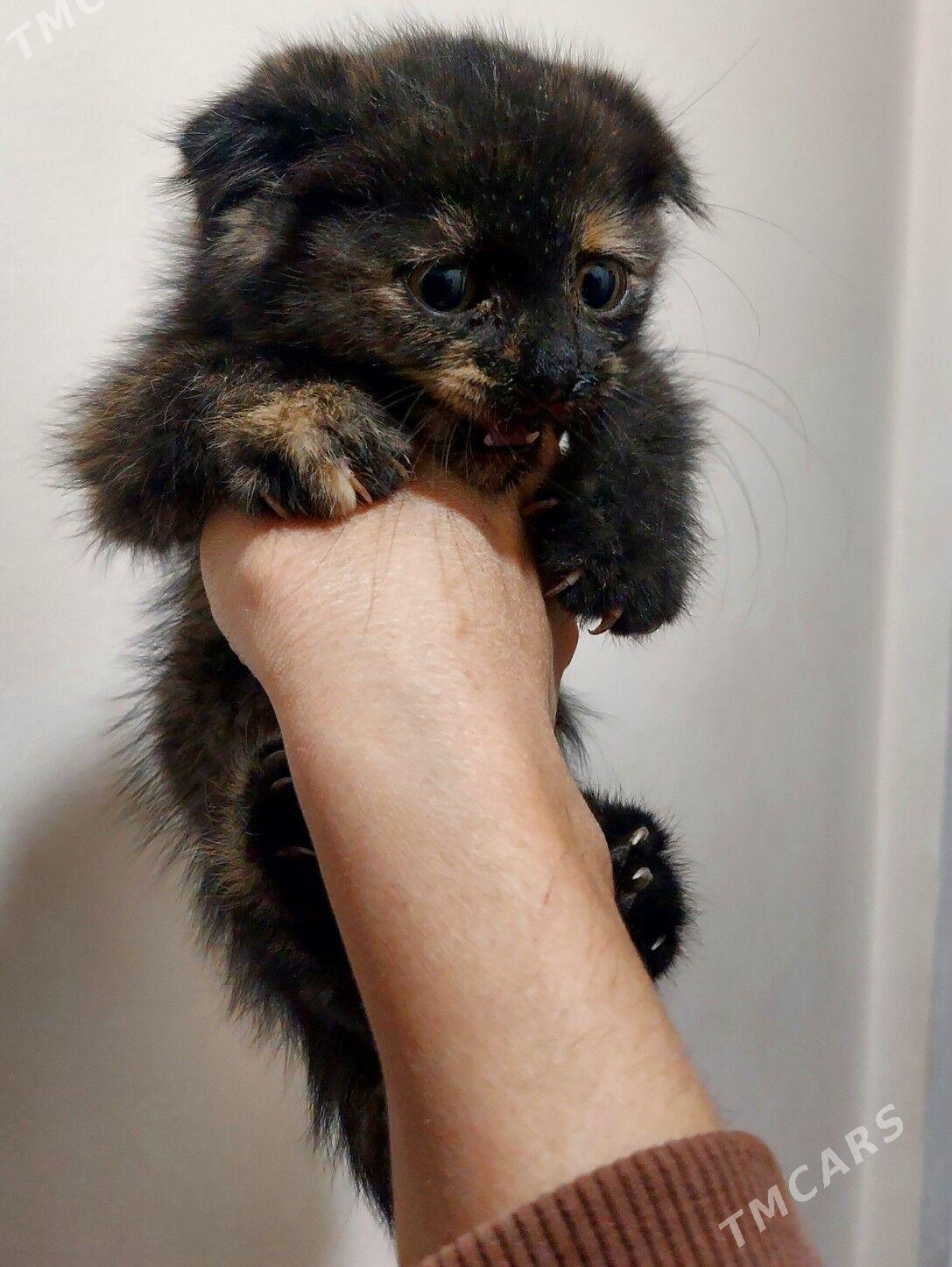 Вислоухий котенок 2 месяца - Aşgabat - img 3