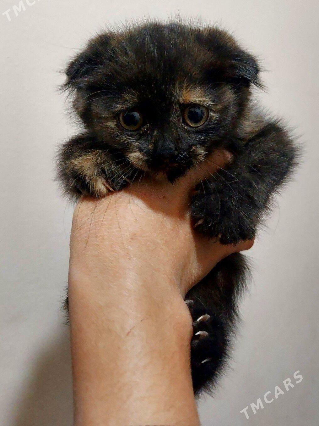 Вислоухий котенок 2 месяца - Aşgabat - img 1