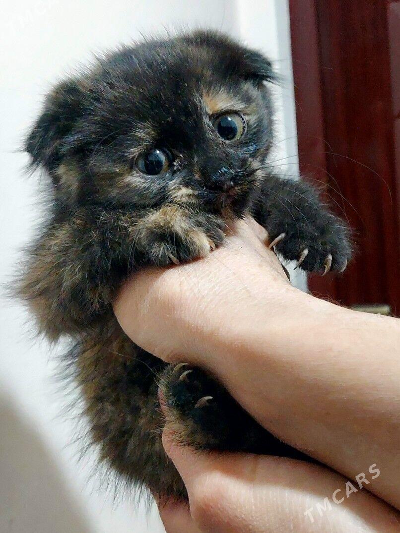 Вислоухий котенок 2 месяца - Aşgabat - img 5