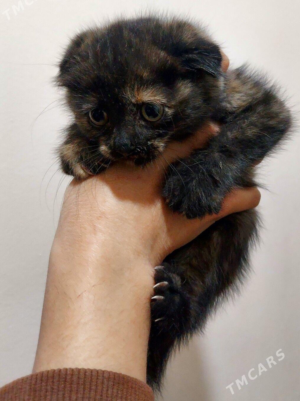 Вислоухий котенок 2 месяца - Aşgabat - img 2