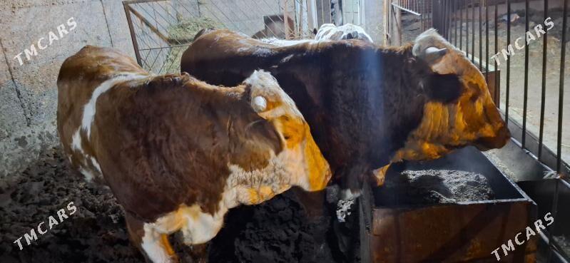 smental okuz orginal - Büzmeýin - img 5