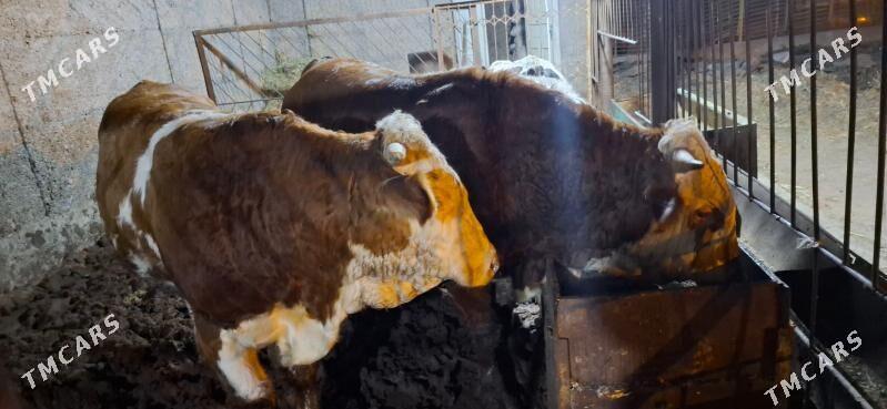 smental okuz orginal - Büzmeýin - img 6