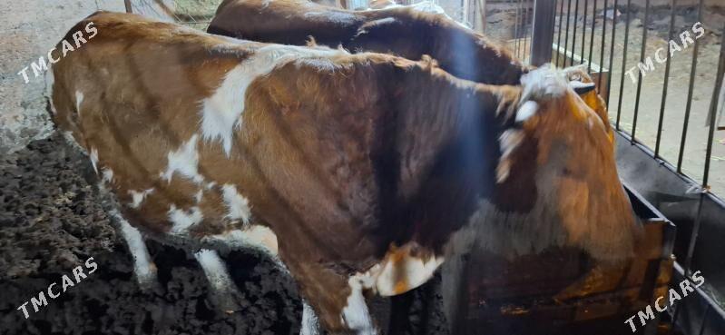 smental okuz orginal - Büzmeýin - img 3