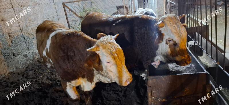 smental okuz orginal - Büzmeýin - img 7