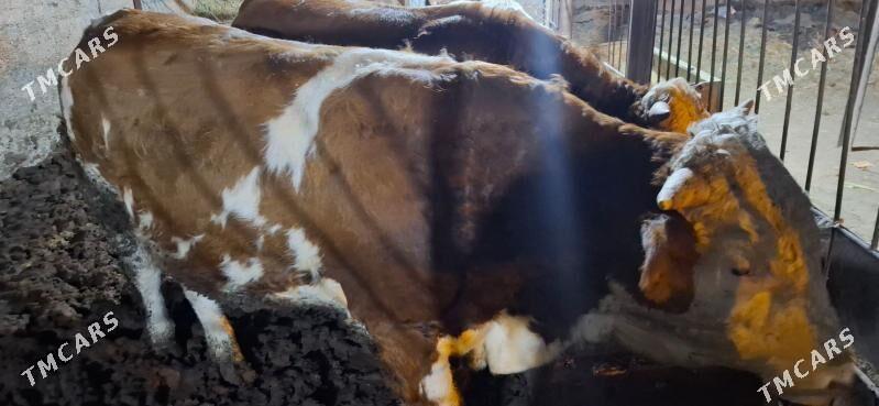 smental okuz orginal - Büzmeýin - img 4