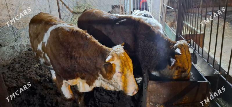 smental okuz orginal - Büzmeýin - img 8