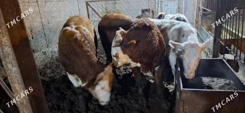 smental okuz orginal - Büzmeýin - img 9