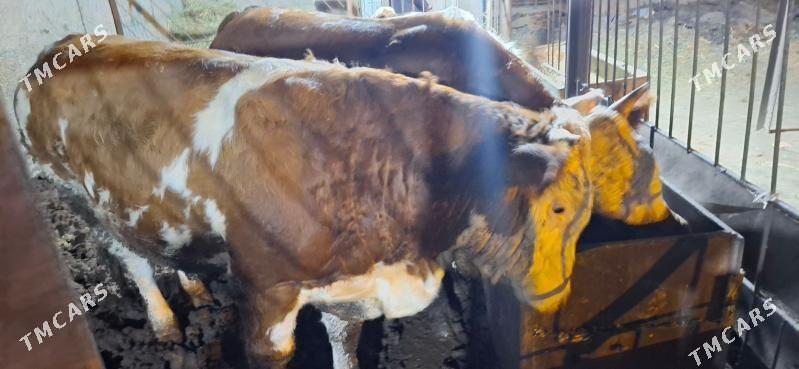 smental okuz orginal - Büzmeýin - img 2