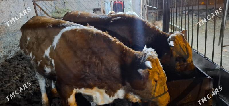 smental okuz orginal - Büzmeýin - img 1