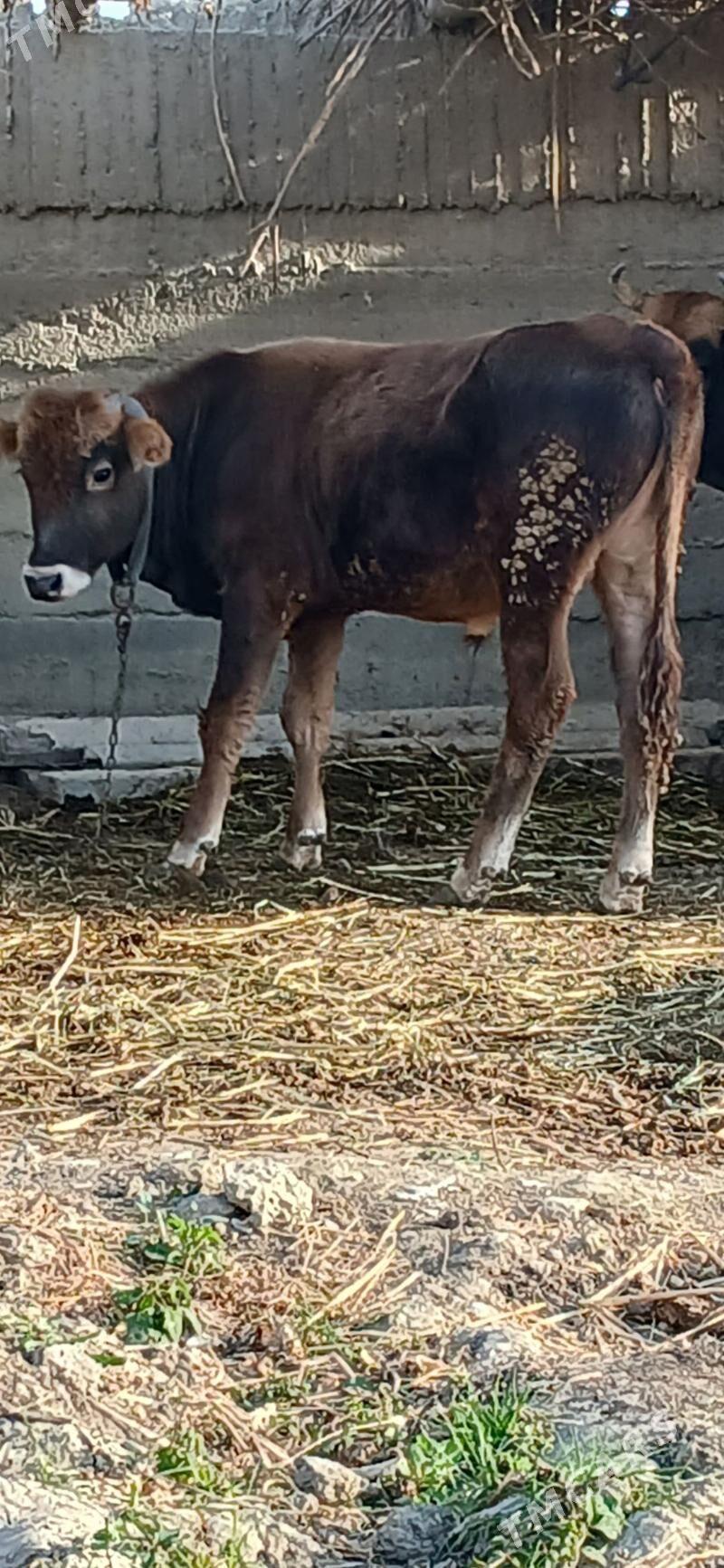 öküzçe - Гёкдепе - img 1