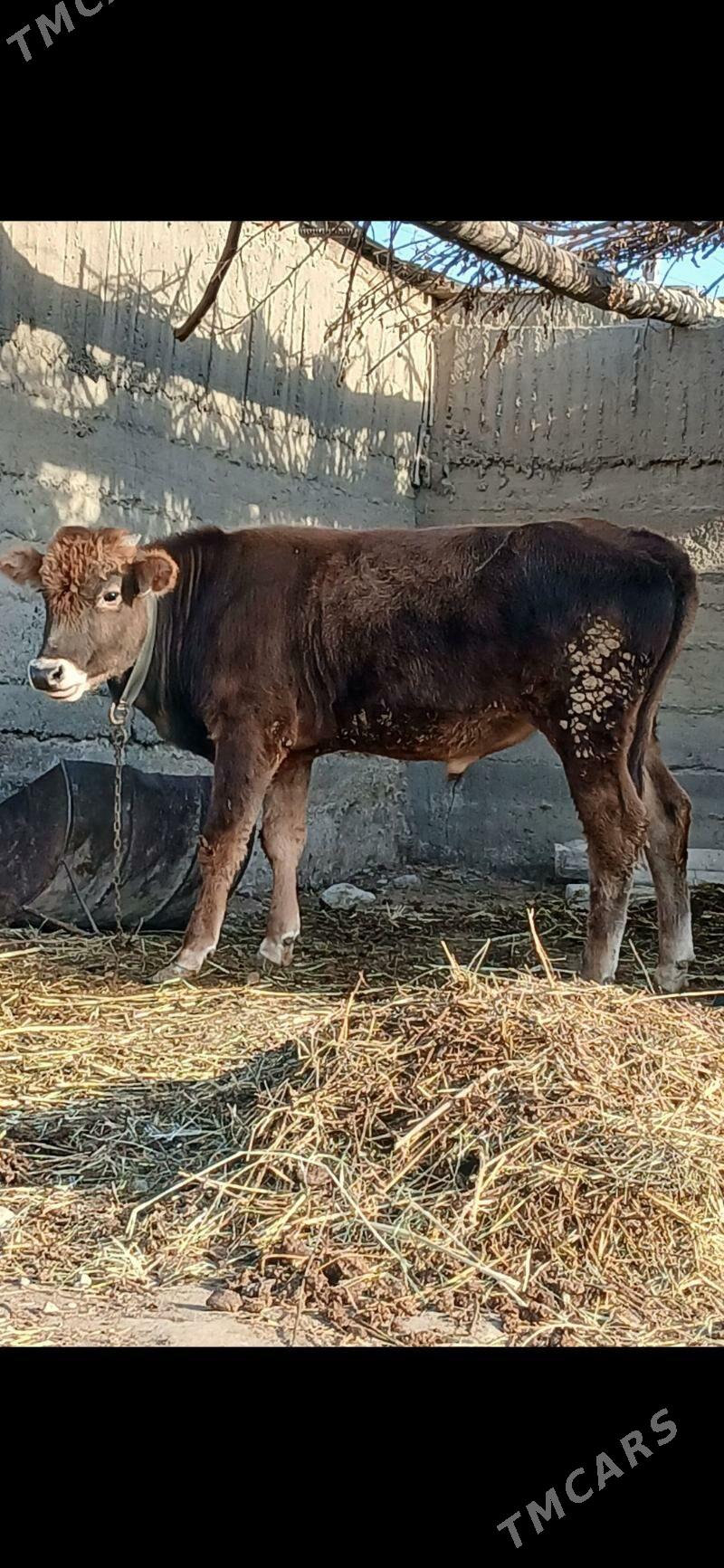 öküzçe - Гёкдепе - img 2