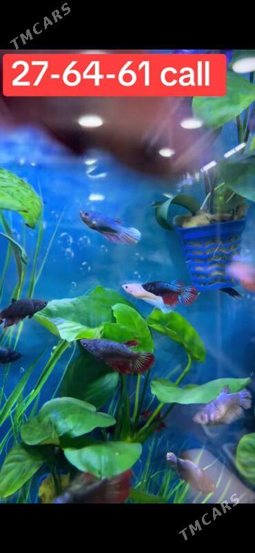 BettaFish-Петушки - 1 mkr - img 3