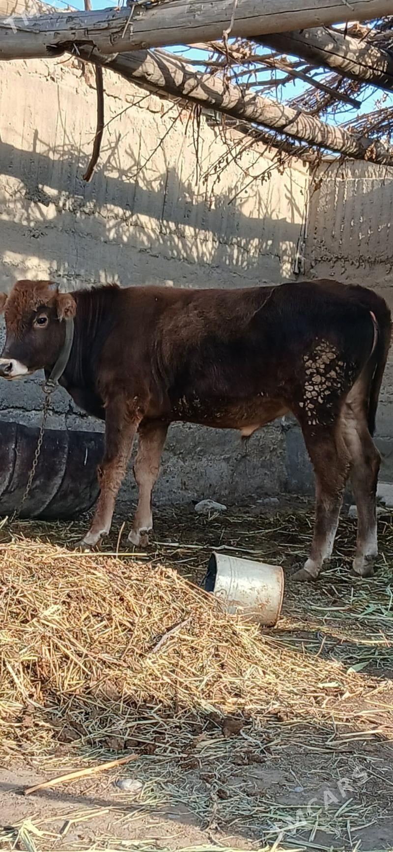 öküzçe - Гёкдепе - img 4