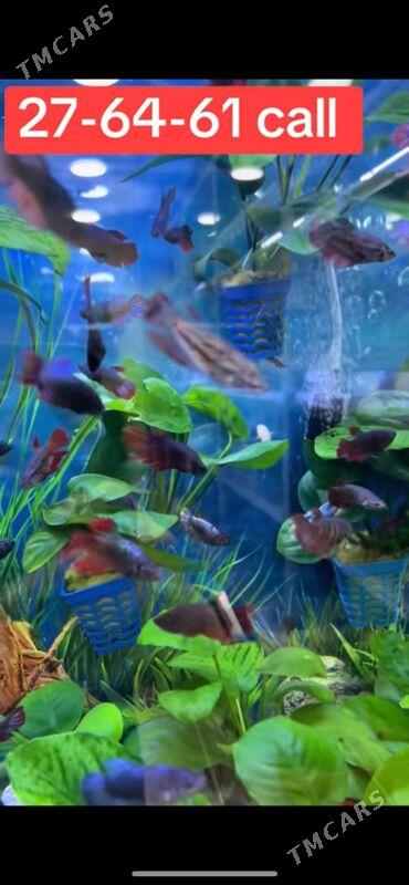 BettaFish-Петушки - 1 mkr - img 4