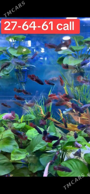 BettaFish-Петушки - 1 mkr - img 1