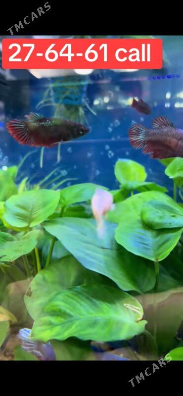 BettaFish-Петушки - 1 mkr - img 2