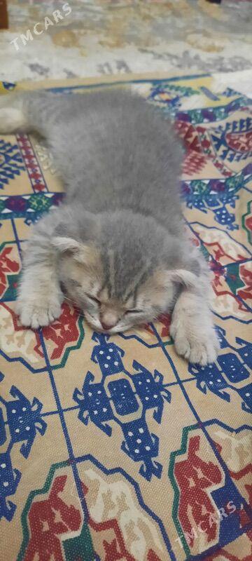 шотландская шиншила - Ашхабад - img 2