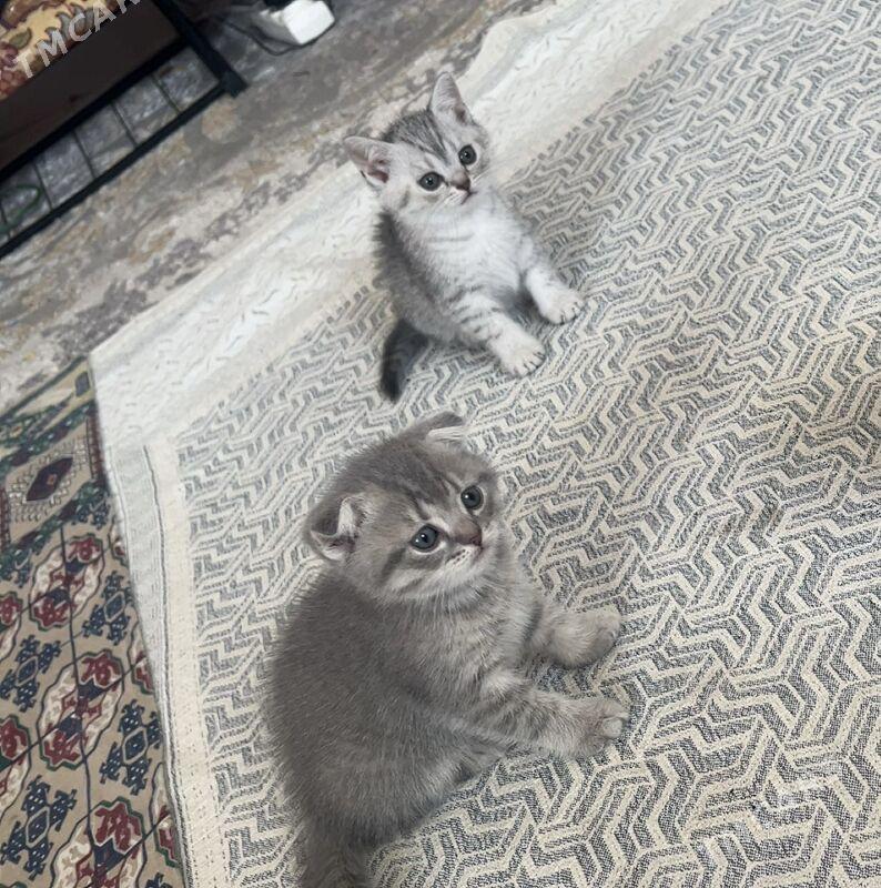 шотландская шиншила - Ашхабад - img 3