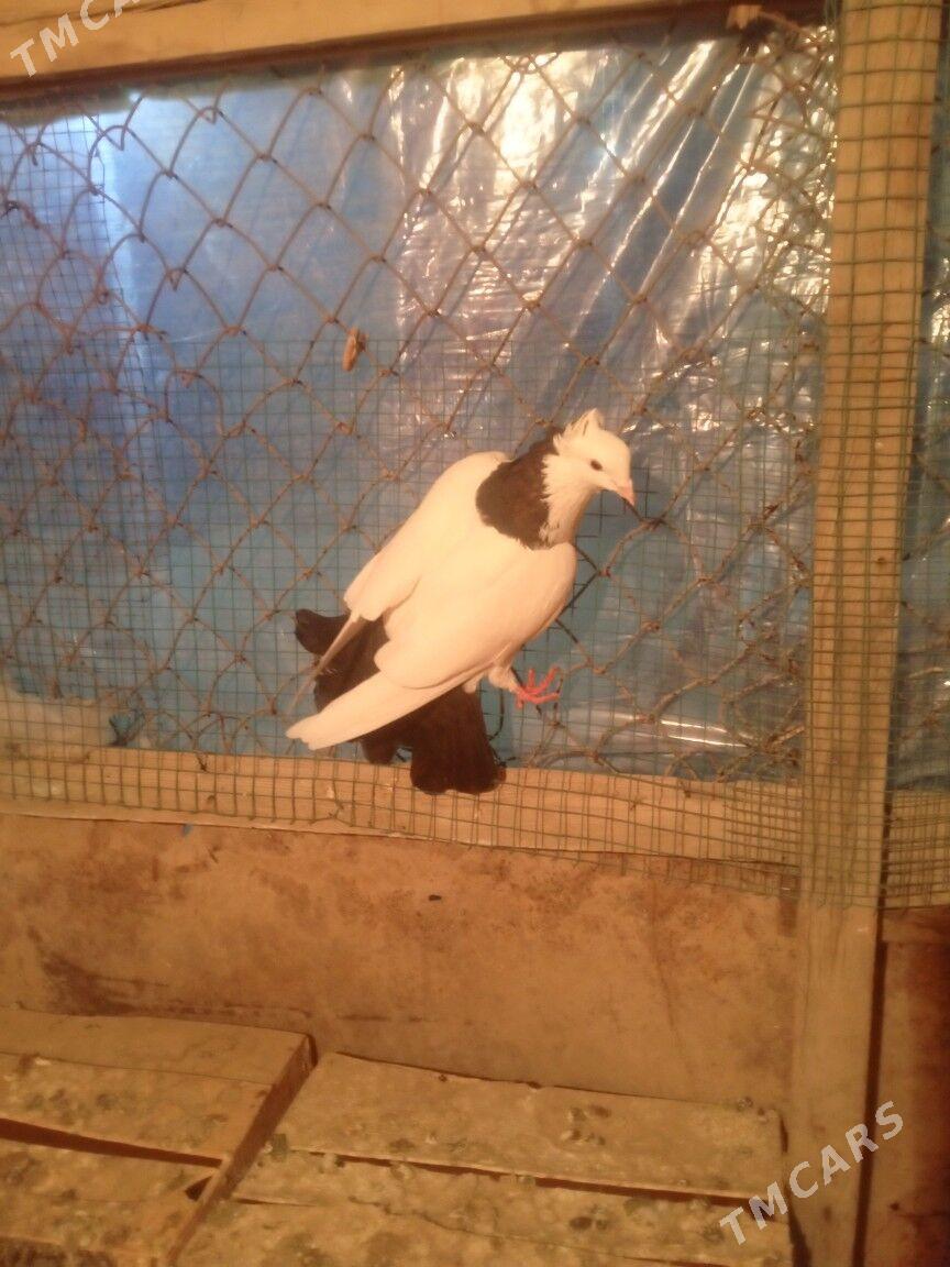 kepderi - Мары - img 2