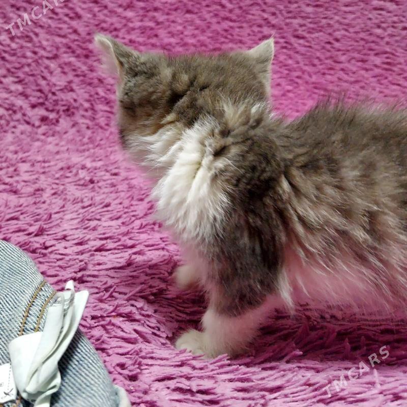 СЛАДКАЯ БУЛОЧКА - Ашхабад - img 2