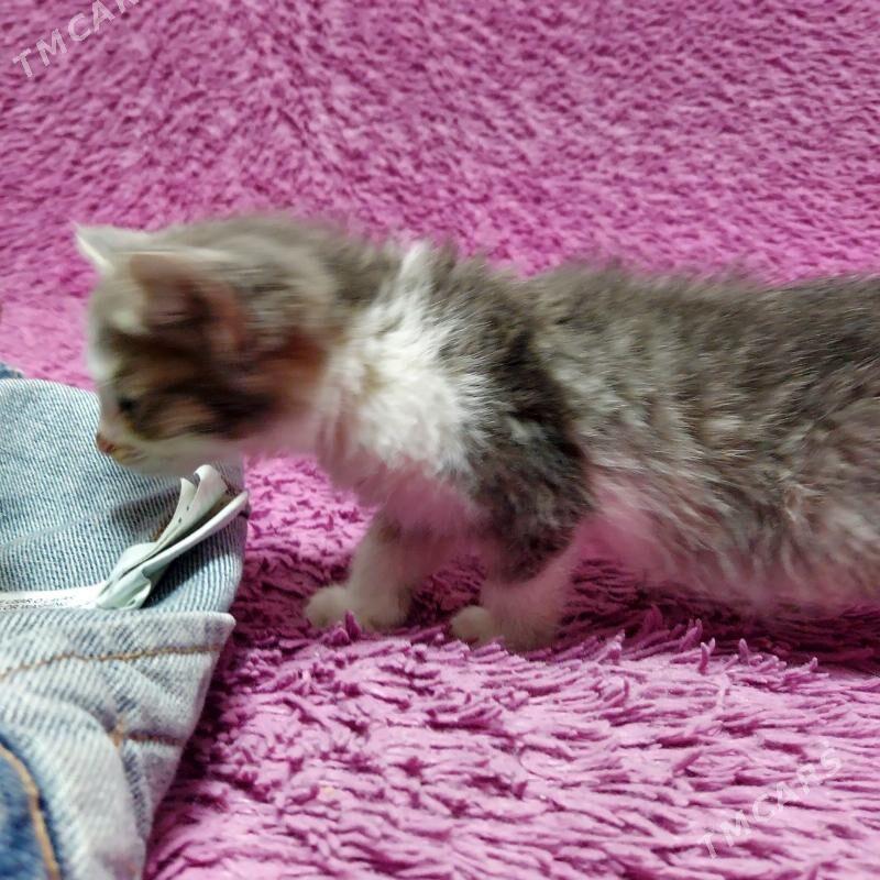 СЛАДКАЯ БУЛОЧКА - Ашхабад - img 3